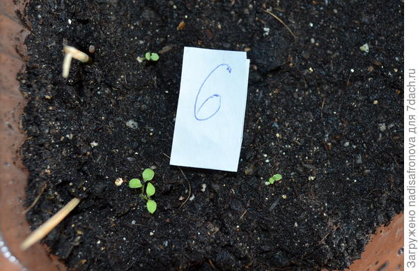 всходы грунт