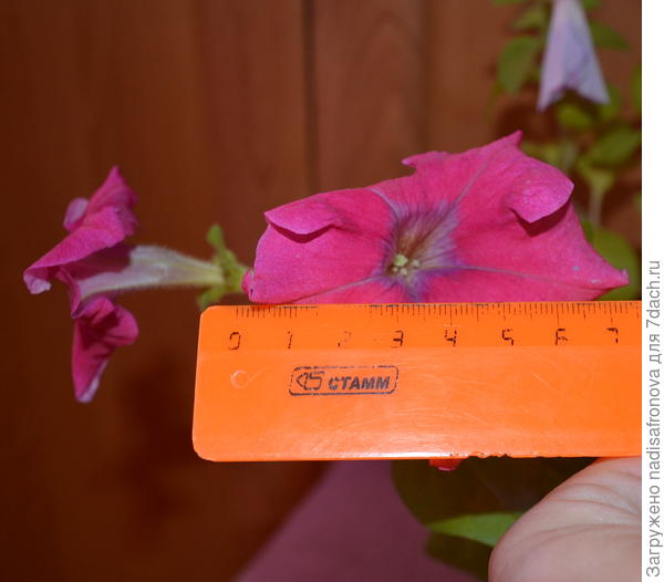 размер цветка ярко-розового