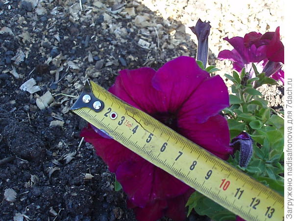 размер цветка