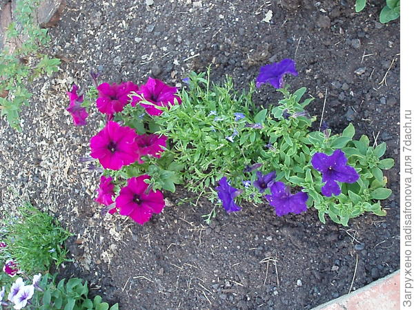 бургунди звездная ночь 11 июля