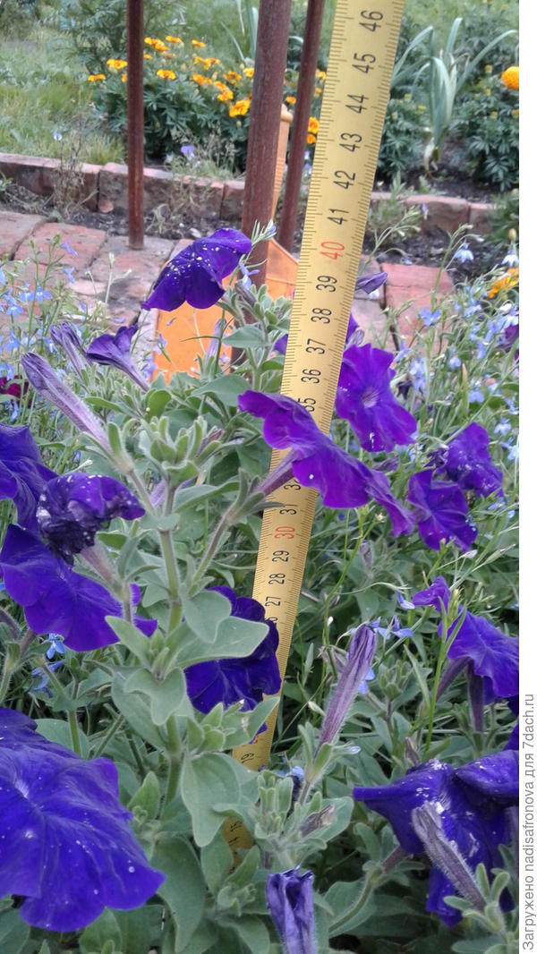 высота куста