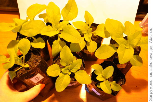 до прищипки