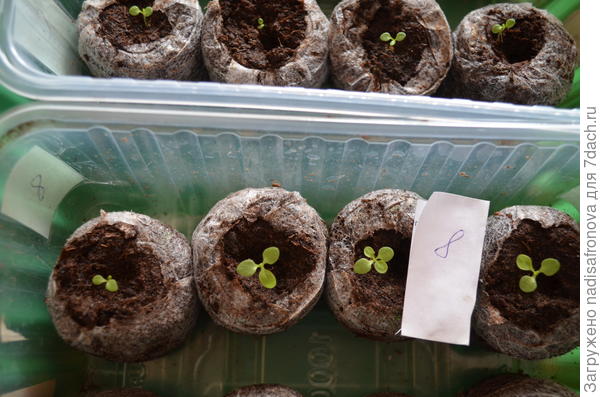 листики 23.02