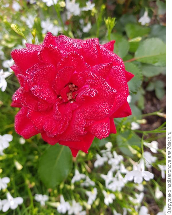 ALAIN в капельках росы