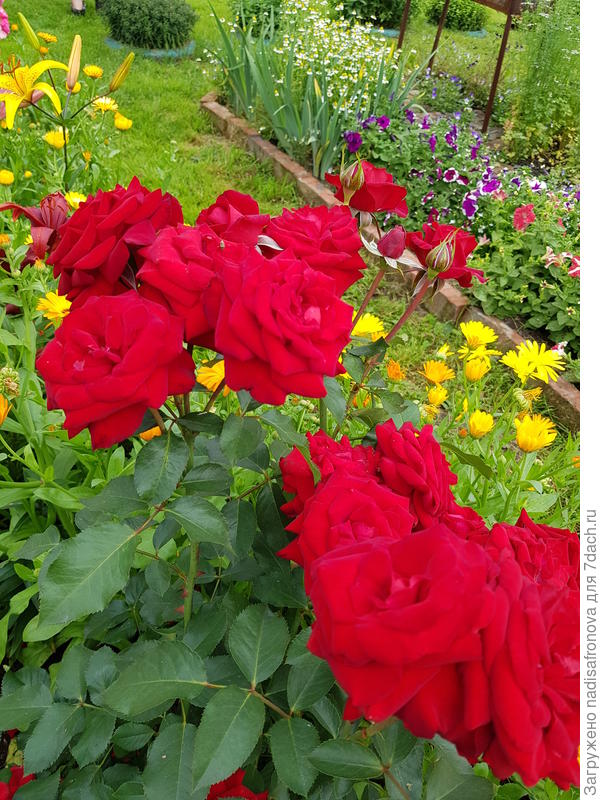 ALAIN MEILLAND ФРАНЦИЯ на ветке до 24 цветов одновременно