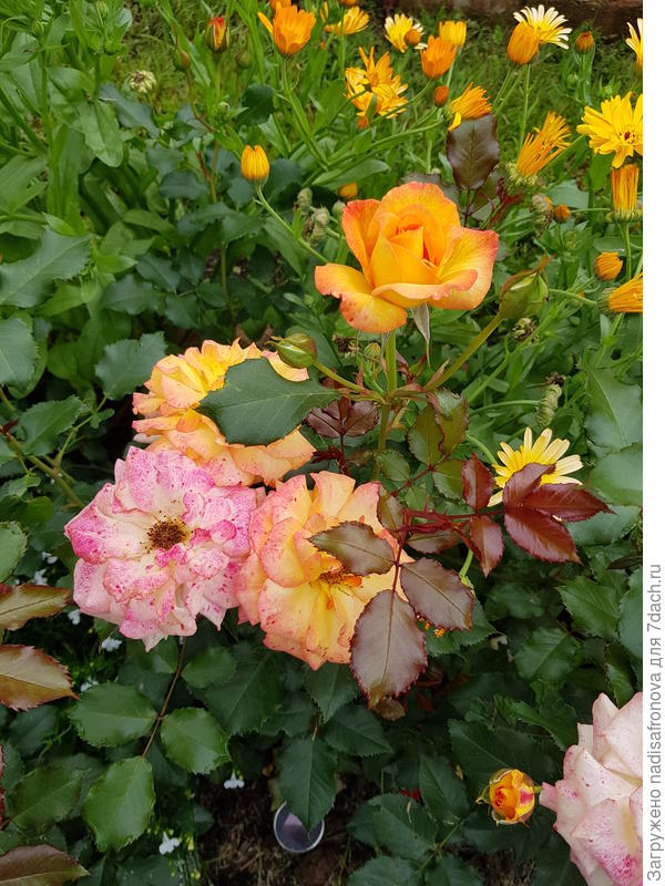 Rumba в процессе цветения меняет окраску от желто-красной до карминно-красной