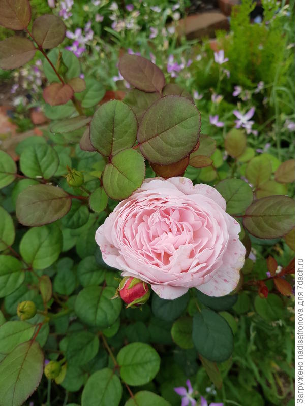 QUEEN OF SWEDEN от Austin