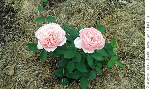 THE ALNWICK ROSE от Austin