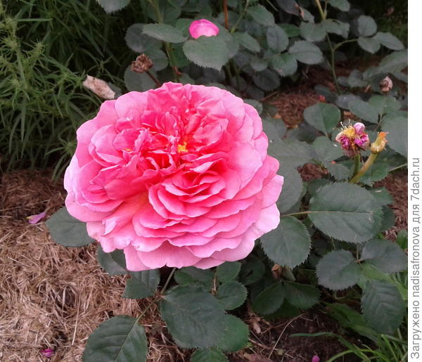 PRINCESS ALEXANDRA OF KENT от Austin