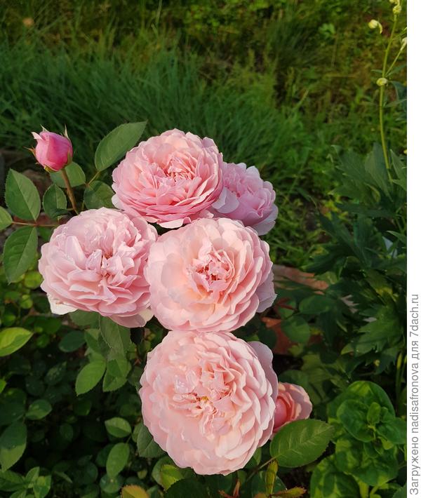 THE ALNWICK ROSE от Austin