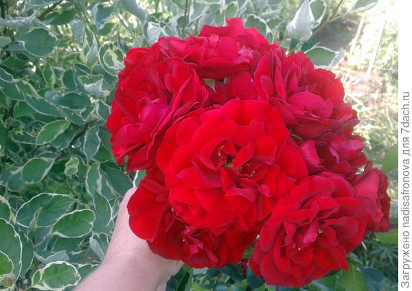 AMADEUS от Kordes - не самая большая кисть