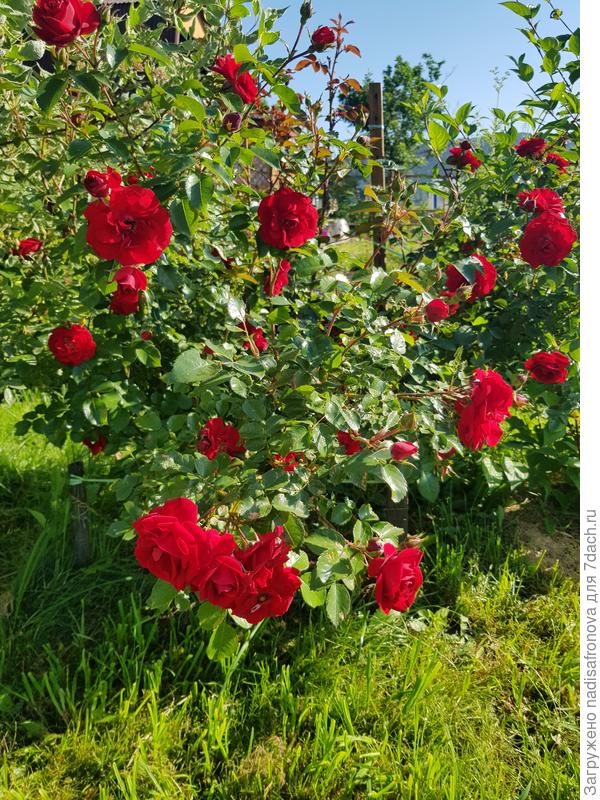 Бесподобный AMADEUS от Kordes