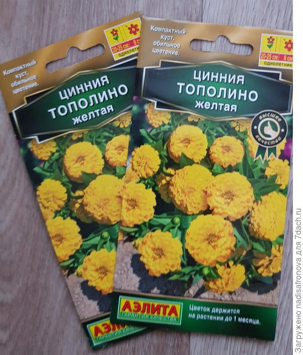 циния