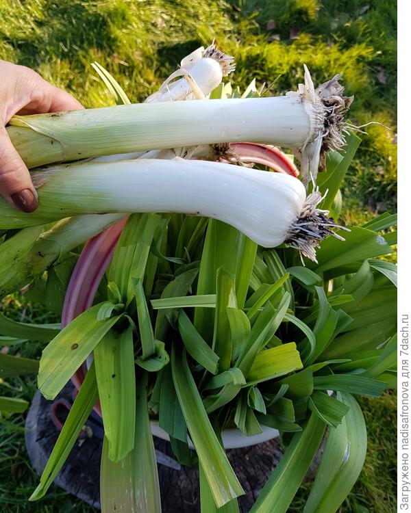 лук порей