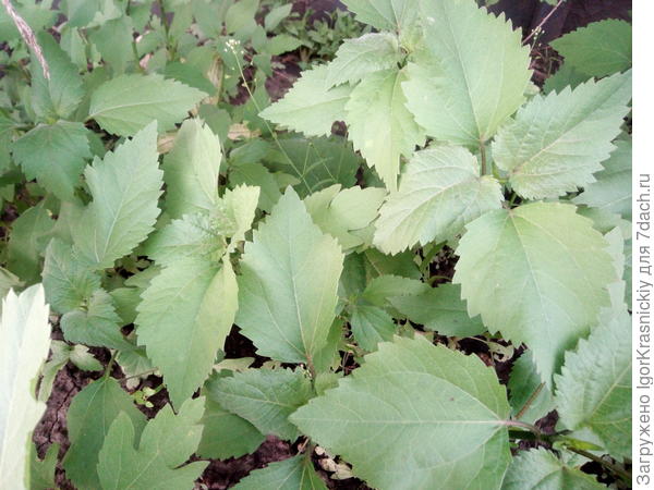 А я вот это растение всегда считал дурманом! У него плоды по осени "ежиками".