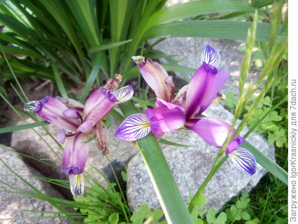 Цветки, по форме, ближе к ирису болотному. Но цветоносы ниже листьев.