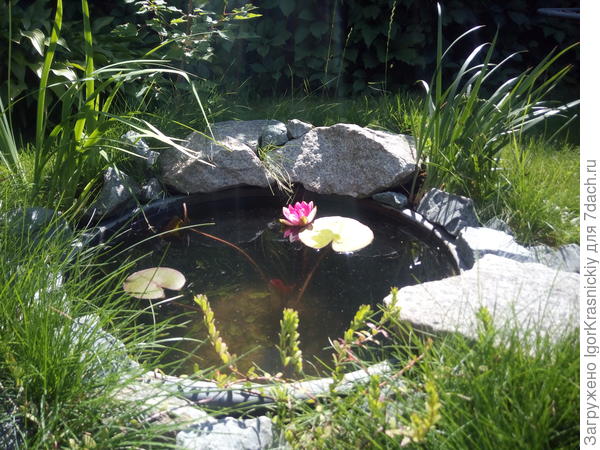 Нимфея расцвела