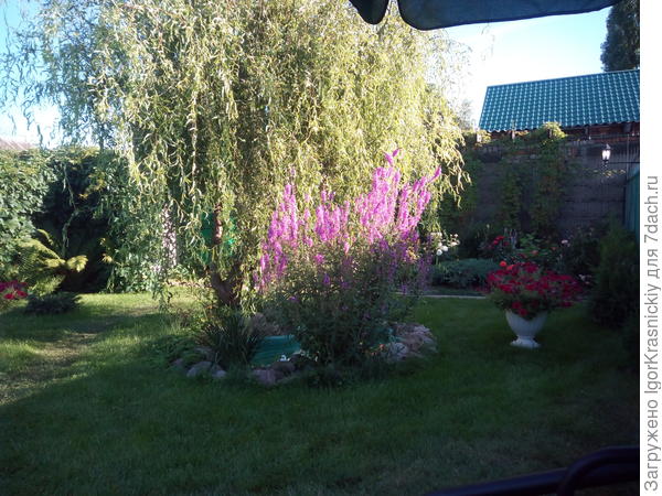 Мой дербенник