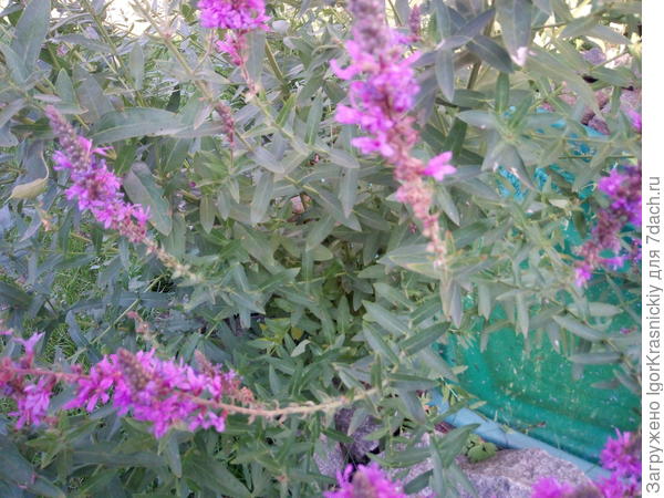 Дербенник иволистный