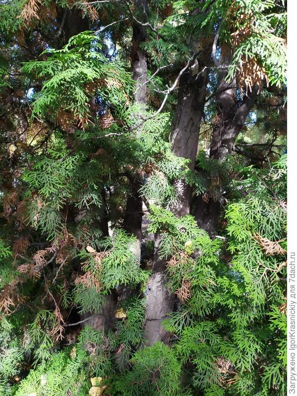 Многоствольные