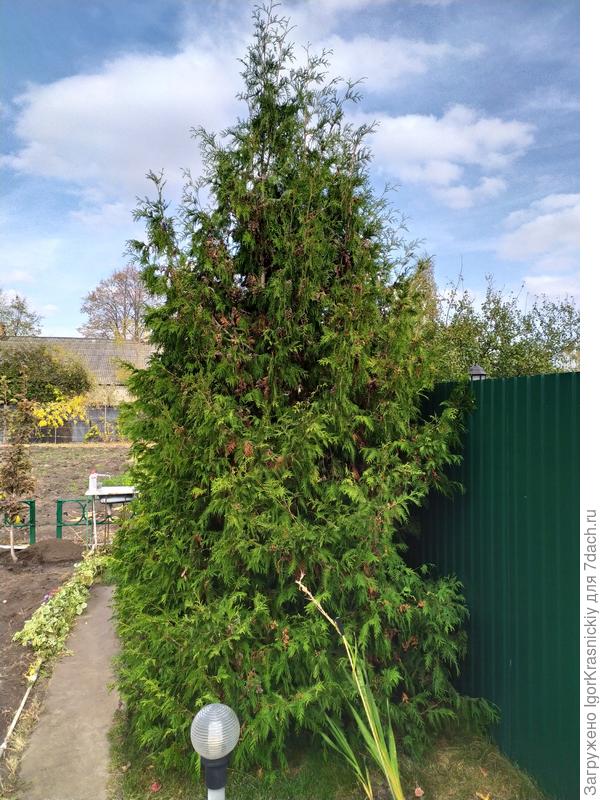 А эту не могу опознать! Брабант?