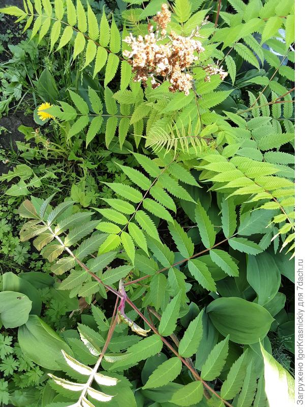 Вверху рябинник, снизу сумах.