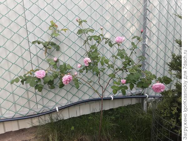 Роза или шиповник?