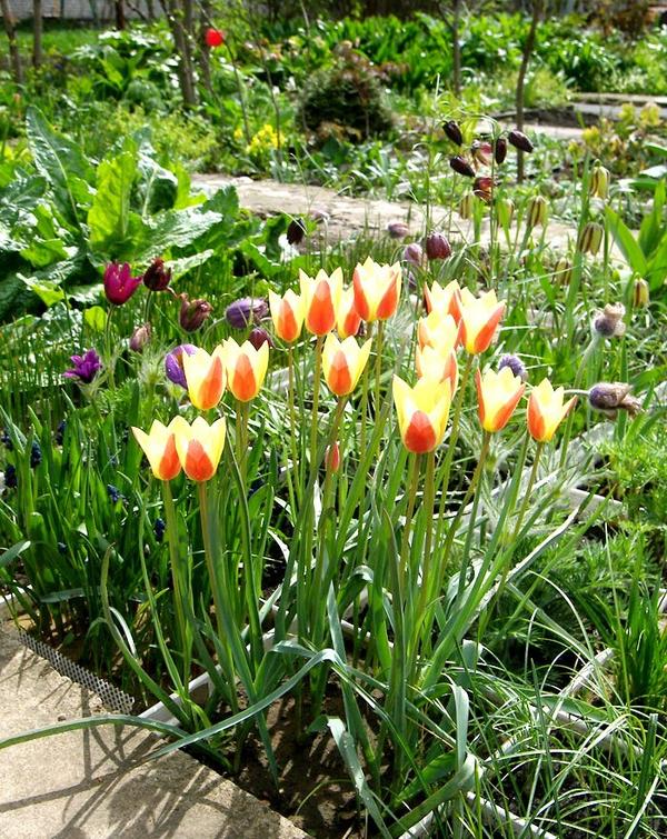 Цветет тюльпан Клузиуса (Tulipa clusiana)