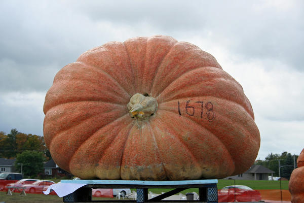 Гигантская тыква на взвешивании. Фото с сайта pumpkinfest.org