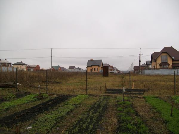 Две молодые яблоньки с опорами