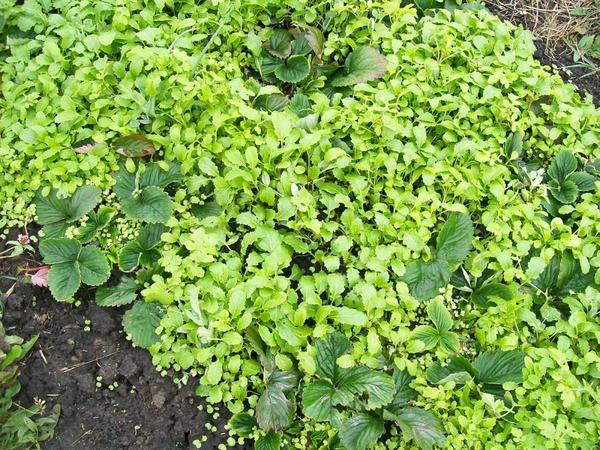 Кустики клубники среди белой горчицы