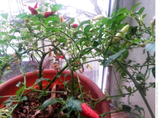 Горький перец Корзина пламени