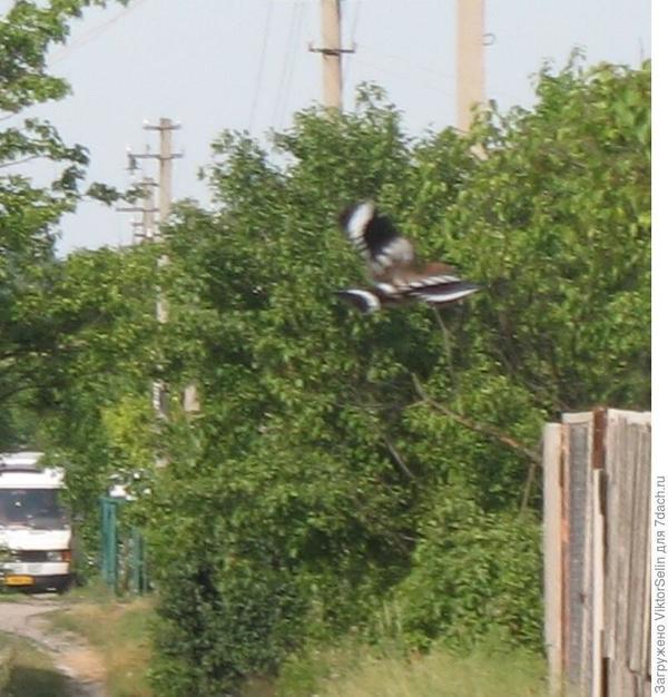 Удод
