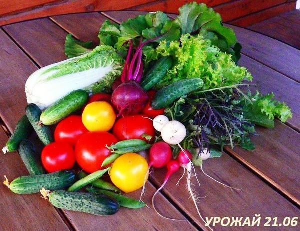 Урожай 21 июня