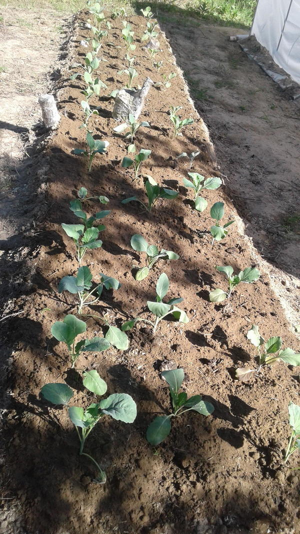 Она же в грунте