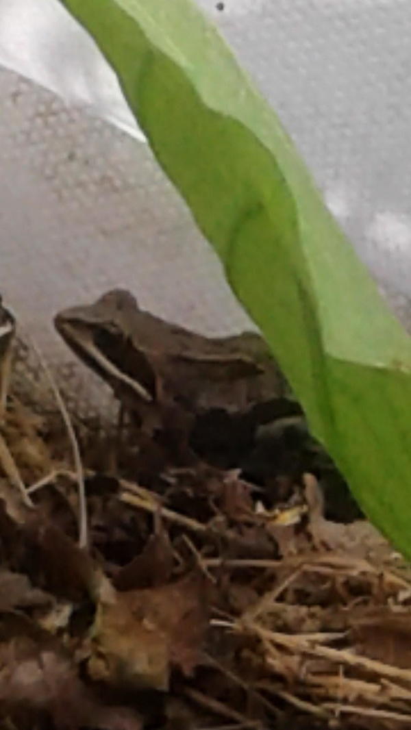 Травяной лягушонок в теплице среди перцев