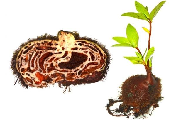 Домаций Squamellaria jebbiana. Фото с сайта journals.plos.org