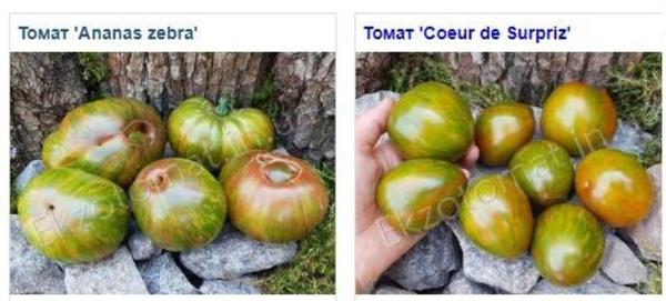 Зеленые томаты