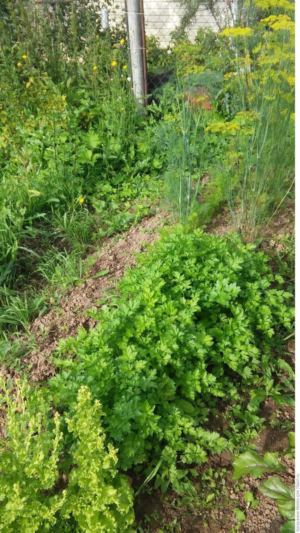 Зеленные на моем участке