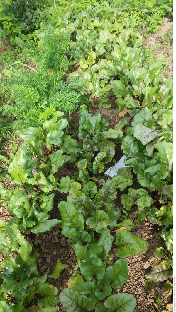 Моя свекла. 2019