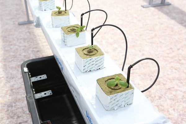 Разрабатываемая конструкция позволит выращивать растения как в космосе, так и на других планетах. Фото с сайта news.tpu.ru