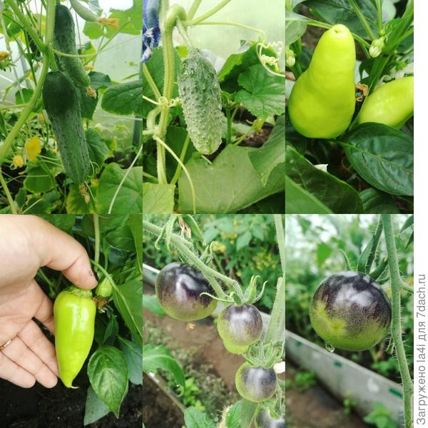 Черные томаты и маленькие перчики, урожай 2019 года. Не смотря на дождливое лето урожай был отличный.