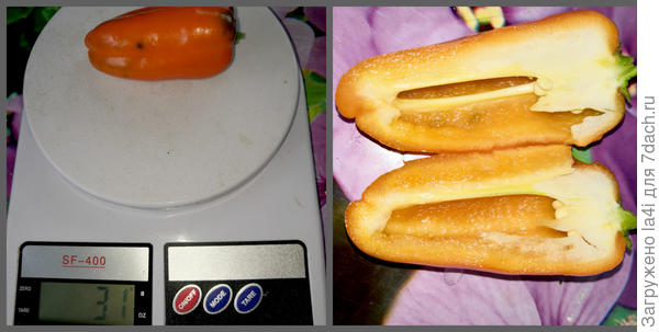 мирмсиси