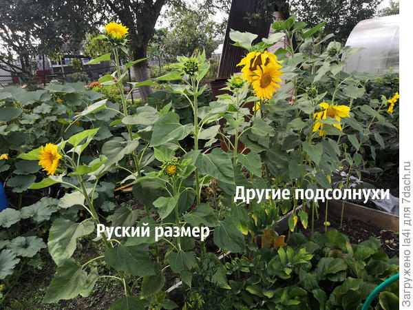 орорпопр