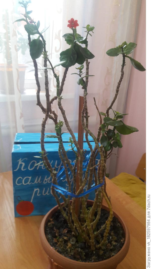 Подскажите какой цветок?