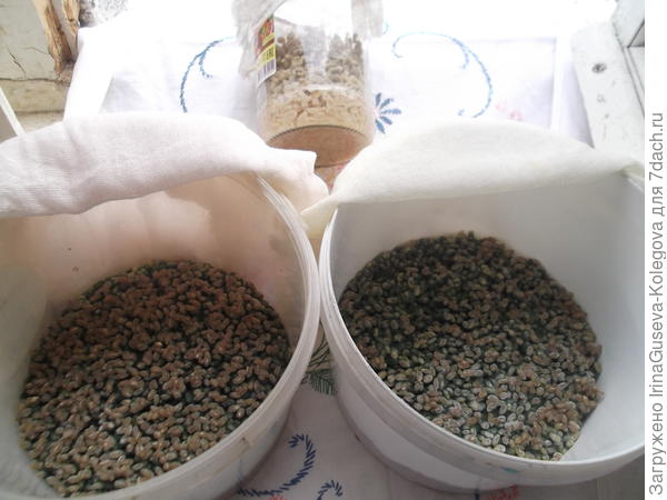 посеянная триходерма из Споробактерина в ведрах и из заморозки в банке