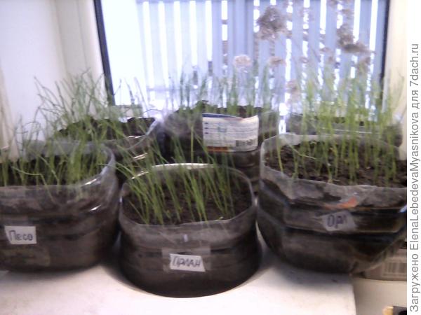 Уже подстрижен