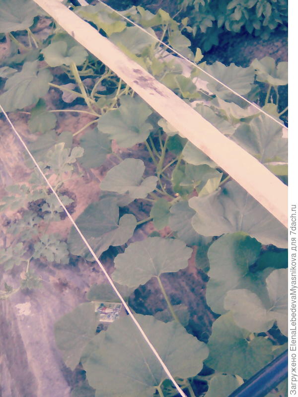 Тыквы на пленке