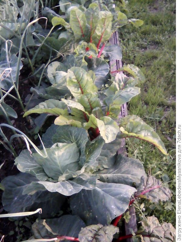 Ранняя и мангольд