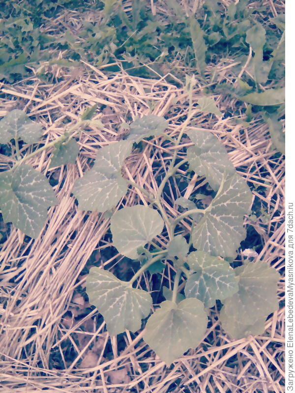 А это посажены в один день просто в грунт.Разница на лицо, на пленке уже стыковки вяжет.